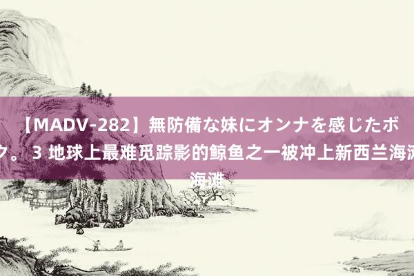 【MADV-282】無防備な妹にオンナを感じたボク。 3 地球上最难觅踪影的鲸鱼之一被冲上新西兰海滩